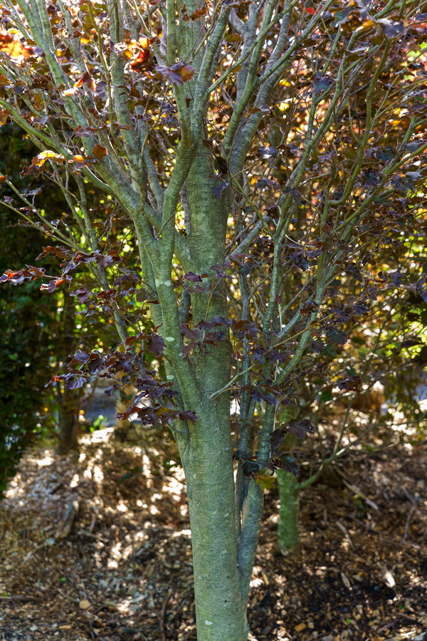 Rohan Purple Beech - Beech - Shade Trees