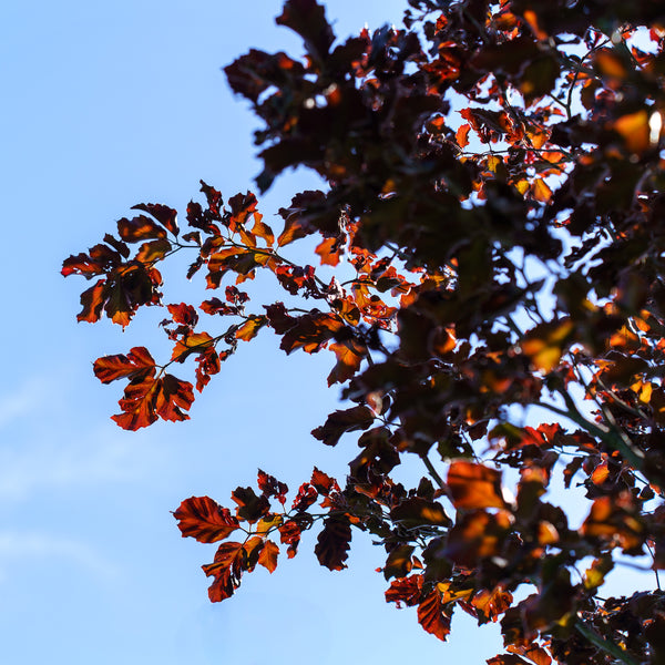 Rohan Purple Beech - Beech - Shade Trees