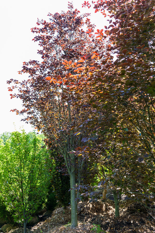 Rohan Purple Beech - Beech - Shade Trees