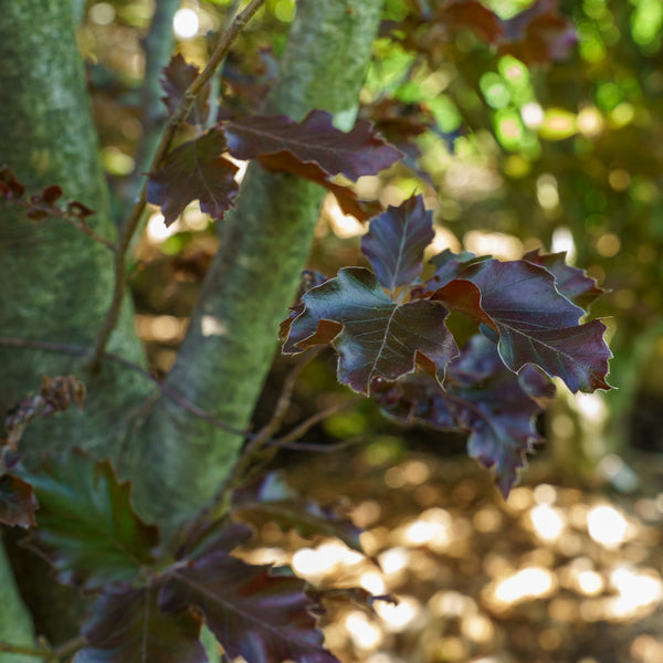 Rohan Purple Beech - Beech - Shade Trees