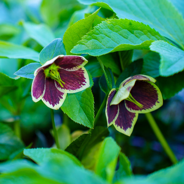 Romantic Getaway Lenten Rose