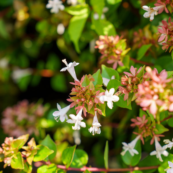 Rose Creek Abelia