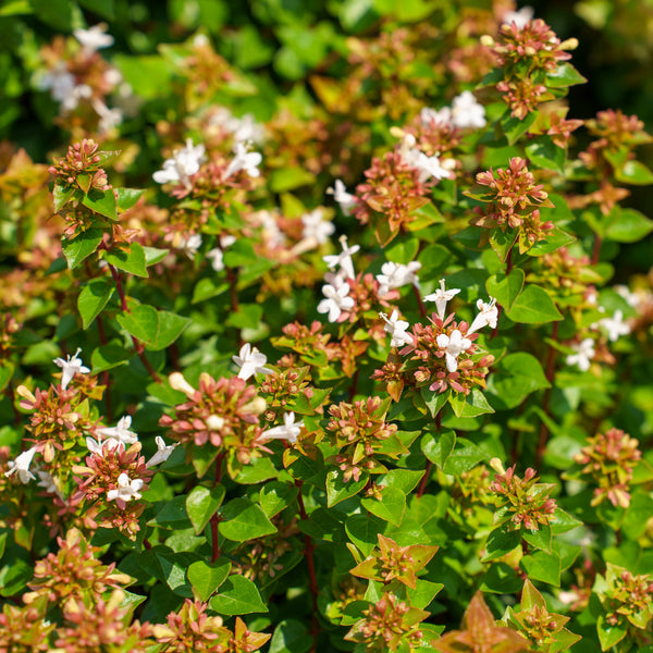 Rose Creek Abelia