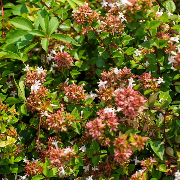 Rose Creek Abelia