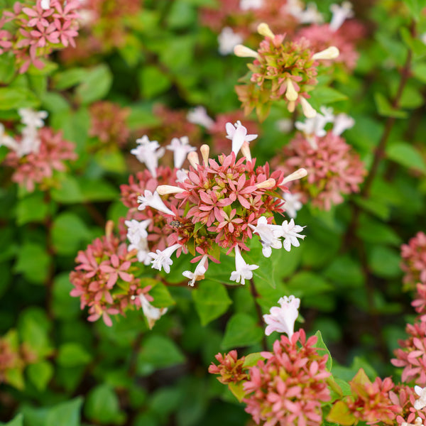 Rose Creek Abelia