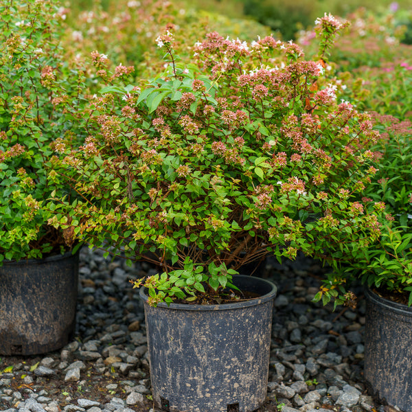 Rose Creek Abelia