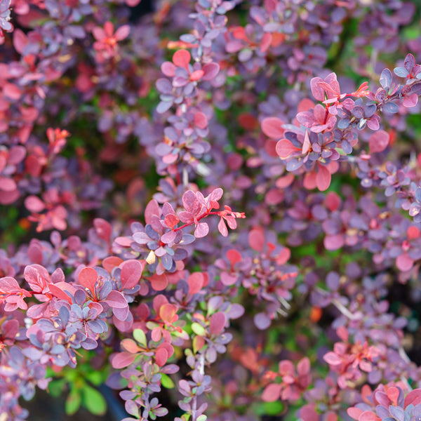 Rose Glow Japanese Barberry - Barberry - Shrubs