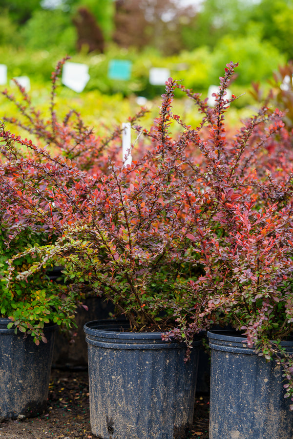 Rose Glow Japanese Barberry - Barberry - Shrubs