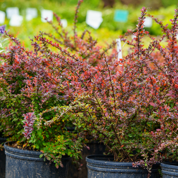 Rose Glow Japanese Barberry - Barberry - Shrubs