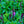 Load image into Gallery viewer, Rose Marvel Sage
