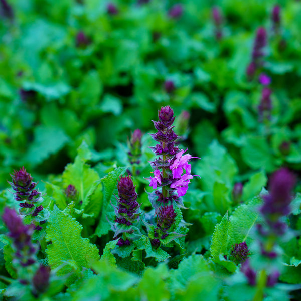 Rose Marvel Sage