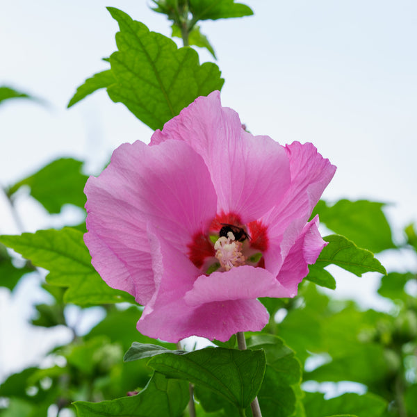 Rose Moon Hibiscus