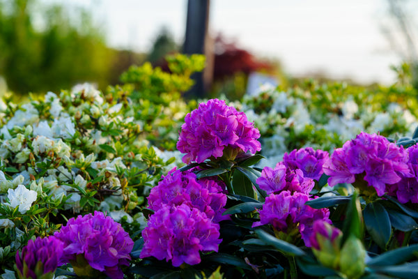 Roseum Elegans Rhododendron - Rhdodendron - Shrubs