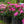 Load image into Gallery viewer, Roseum Elegans Rhododendron - Rhdodendron - Shrubs
