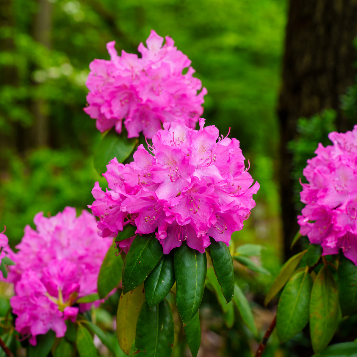 Roseum Elegans Rhododendron – Plant Detectives