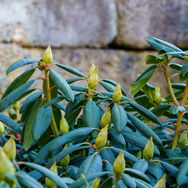 Roseum Elegans Rhododendron - Rhdodendron - Shrubs