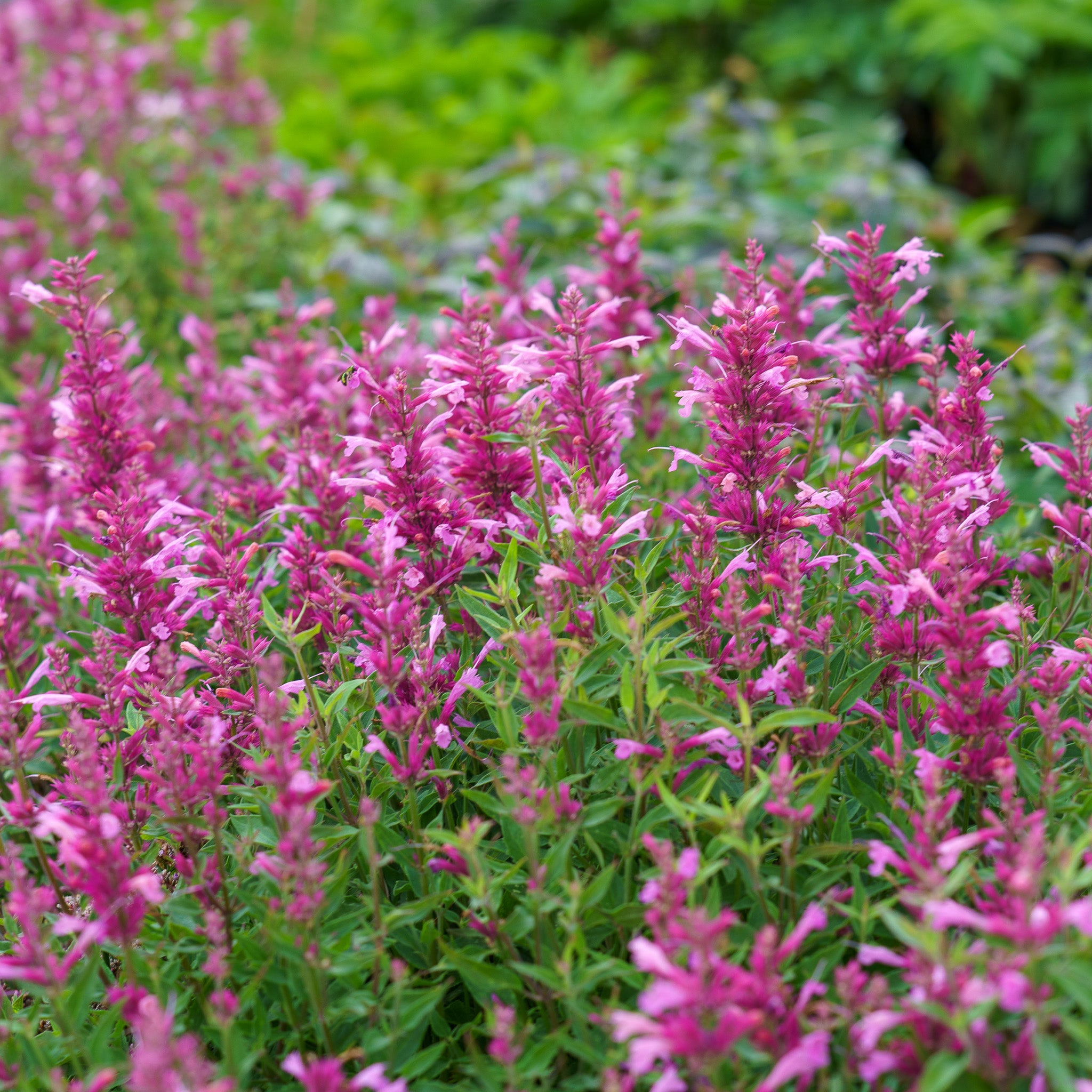 Rosie Posie Hyssop – Plant Detectives