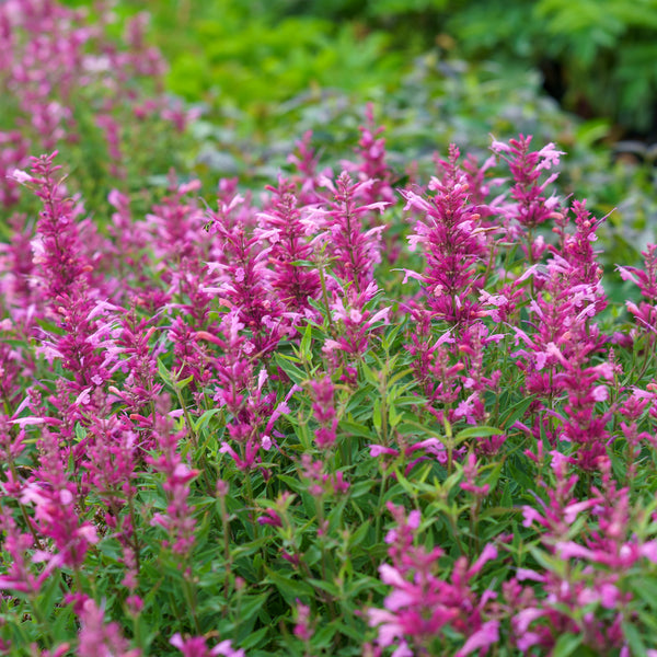 Rosie Posie Hummingbird Mint