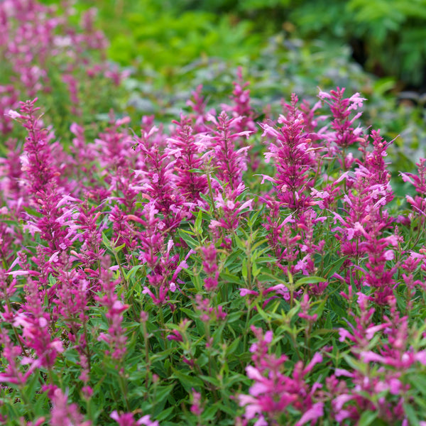 RosiePosieHummingbirdMint_2_gr
