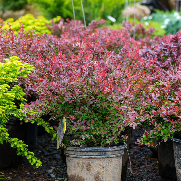 Royal Burgundy Barberry - Barberry - Shrubs