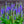 Load image into Gallery viewer, Royal Candles Veronica
