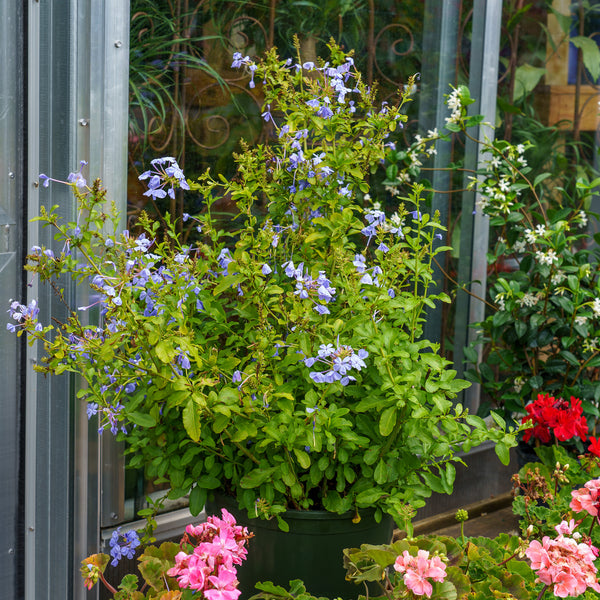 Royal Cape Plumbago