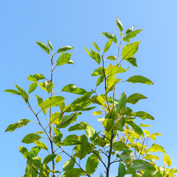 Royal Gala Apple Tree