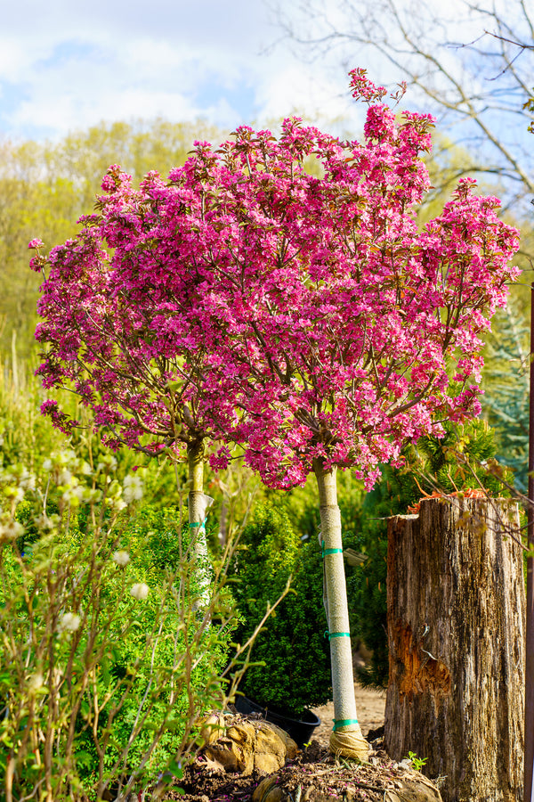 Royal Gem Crabapple - Crabapple - Flowering Trees