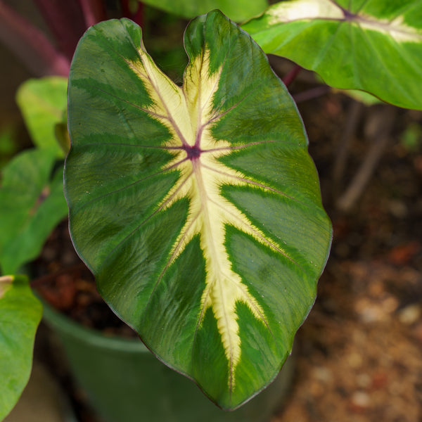 Royal Hawaiian Waikiki Elephant Ear