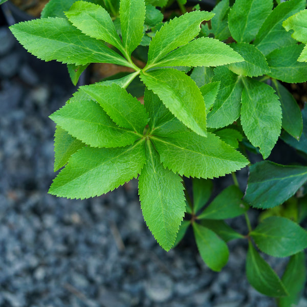 Royal Heritage Lenten Rose