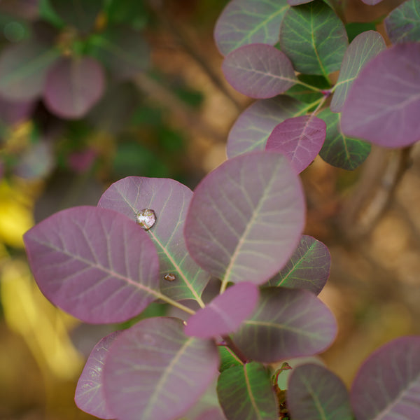 Royal Purple Smokebush