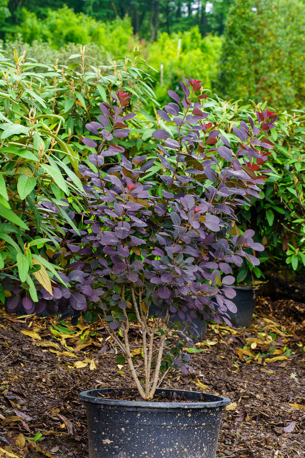 royal purple smoke tree bonsai Royal Purple Smokebush – Plant Detectives
