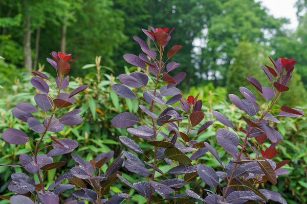 Royal Purple Smoke Tree