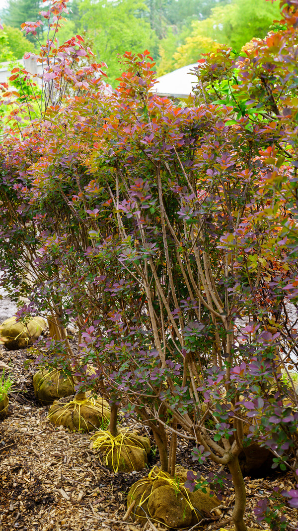 Royal Purple Smokebush