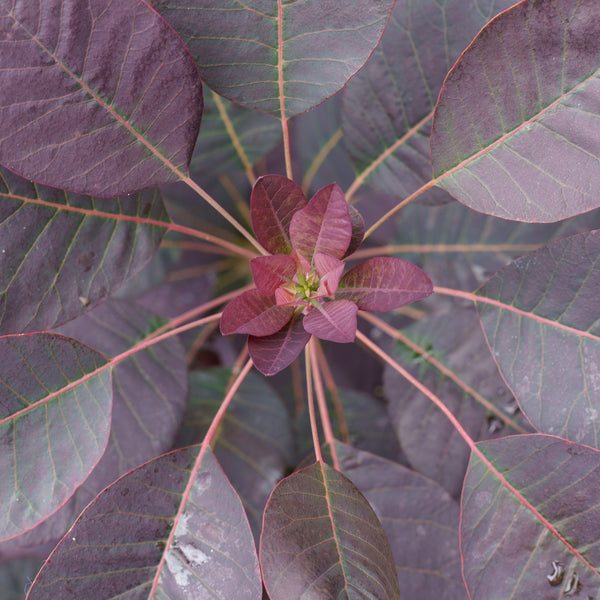 Royal Purple Smoke Tree