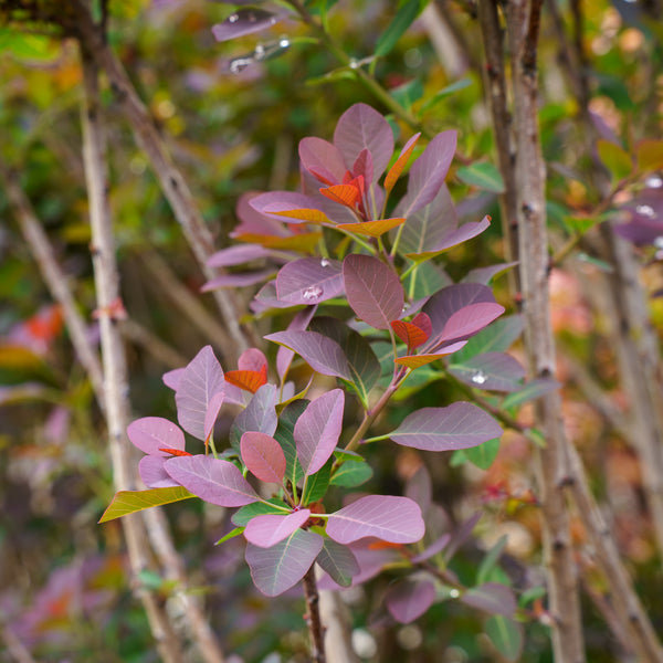 Royal Purple Smokebush