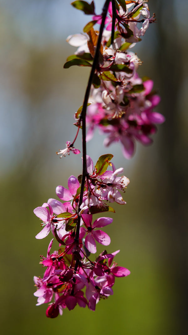 Royal Raindrops Crabapple - Crabapple - Flowering Trees