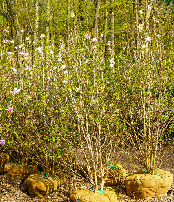 Royal Star Magnolia - Magnolia - Flowering Trees