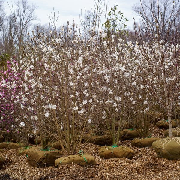 Royal Star Magnolia