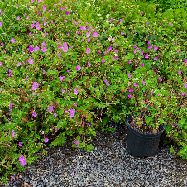 Rozanne Cranesbill