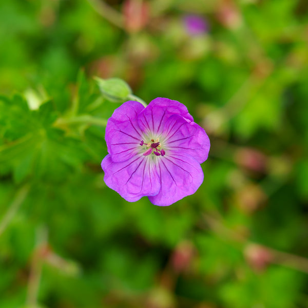 Rozanne Cranesbill