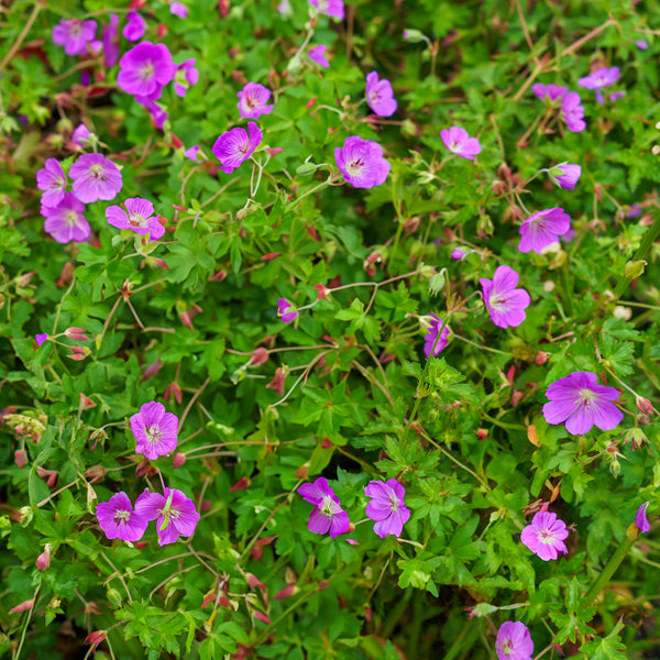 Rozanne Cranesbill