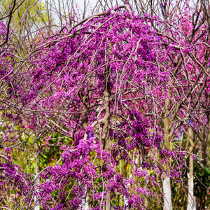 Ruby Falls Weeping Redbud - Redbud - Flowering Trees