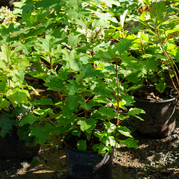 Ruby Slippers Oakleaf Hydrangea