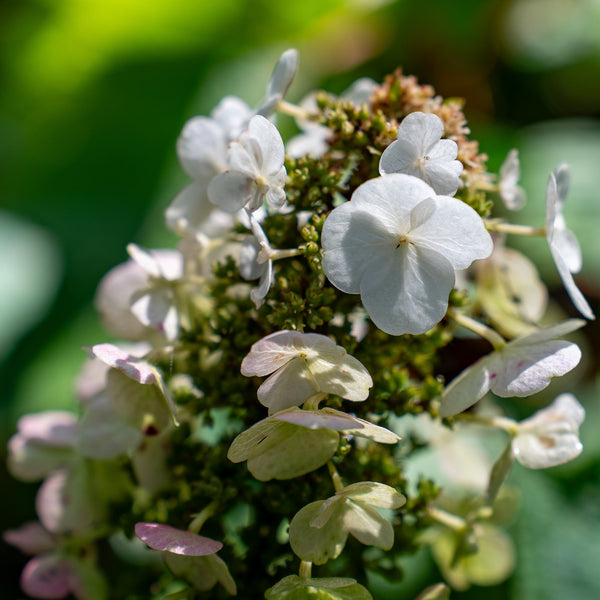 Ruby Slippers Oakleaf Hydrangea