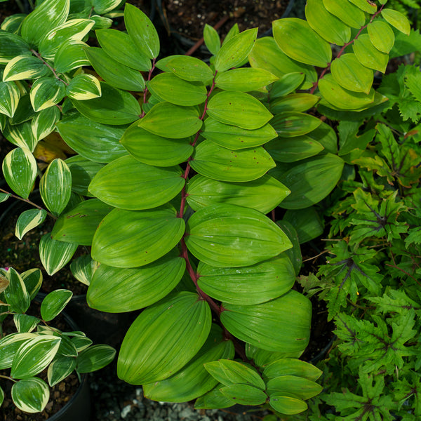 Ruby Slippers Solomon's Seal