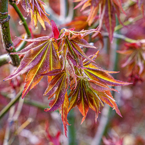 Ruby Stars Japanese Maple