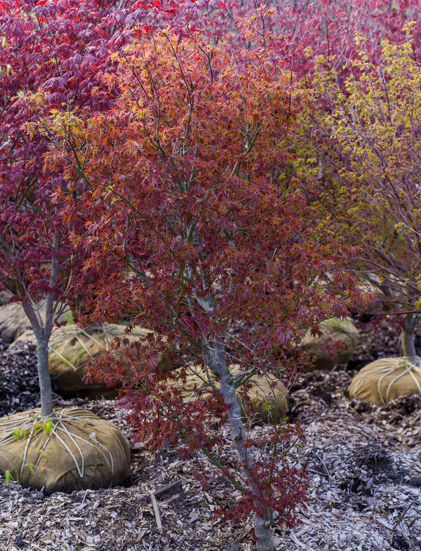 Ruby Stars Japanese Maple