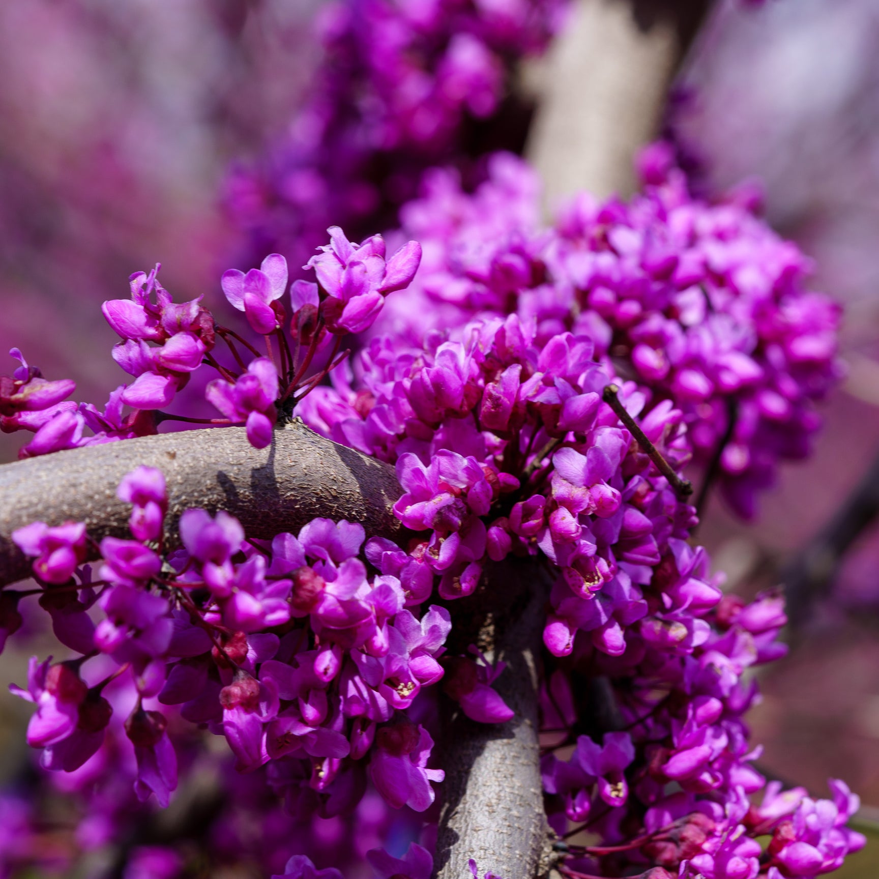 The Redbud Guide – Plant Detectives