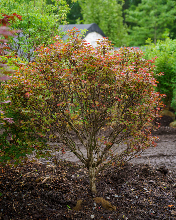 Ruslyn In The Pink Japanese Maple
